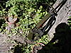 Click image for larger version

Name:	P1010005_0005.jpg
Views:	334
Size:	209.7 KB
ID:	132191