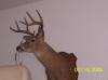 8-point buck killed in franklin county, nc