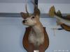 Pieball deer bagged in Warren County, NC in 1978