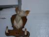 Albino deer bagged in Warren County, NC in 1982