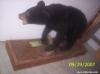 80 lb. black bear bagged while still hunting in Beaufort County, NC in 1993