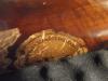 mauser - Photo 2247