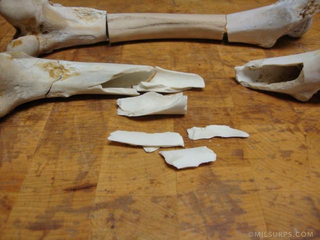 2014 deer femur - Photo 2858