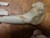 2014 deer femur - Photo 2859